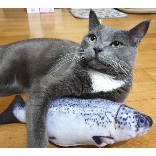 Realistic Looking Fish Kicker Cat Toy - Free Shipping